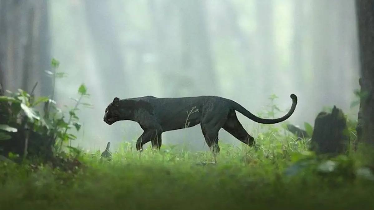 Nagarhole National Park - Rich wildlife and biodiversity