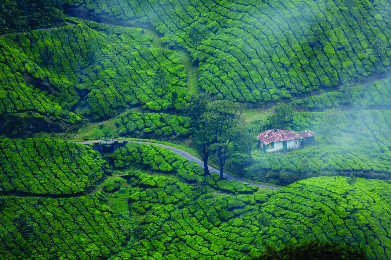Tea Estate Near Srimangala - Rolling tea plantations with guided tours