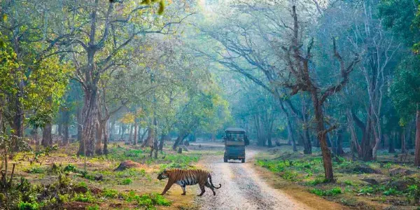 Wildlife Photography - Capture nature's beauty