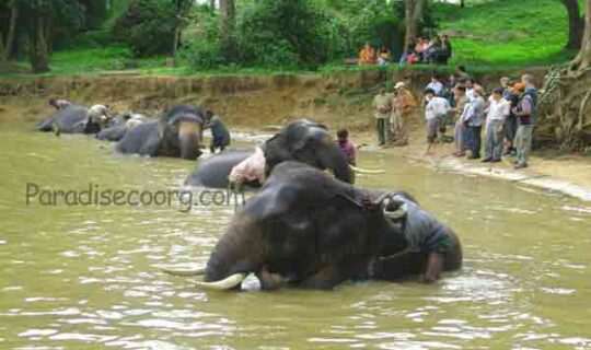 Dubare Elephant Camp – Visiting Timings Coorg