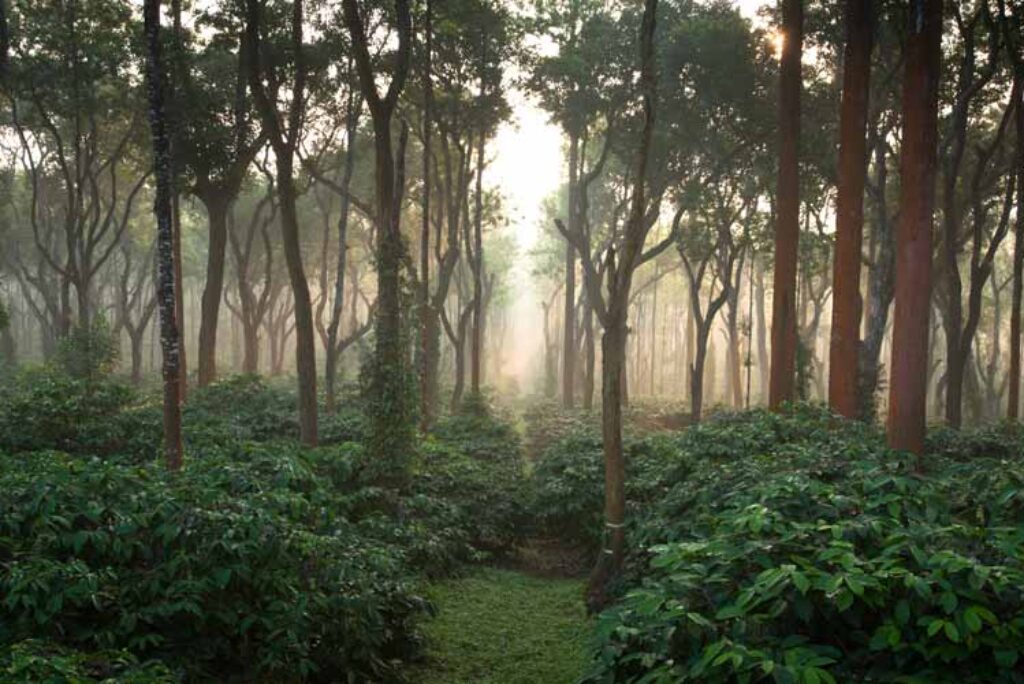What to see in Coorg, Why is coorg famous?